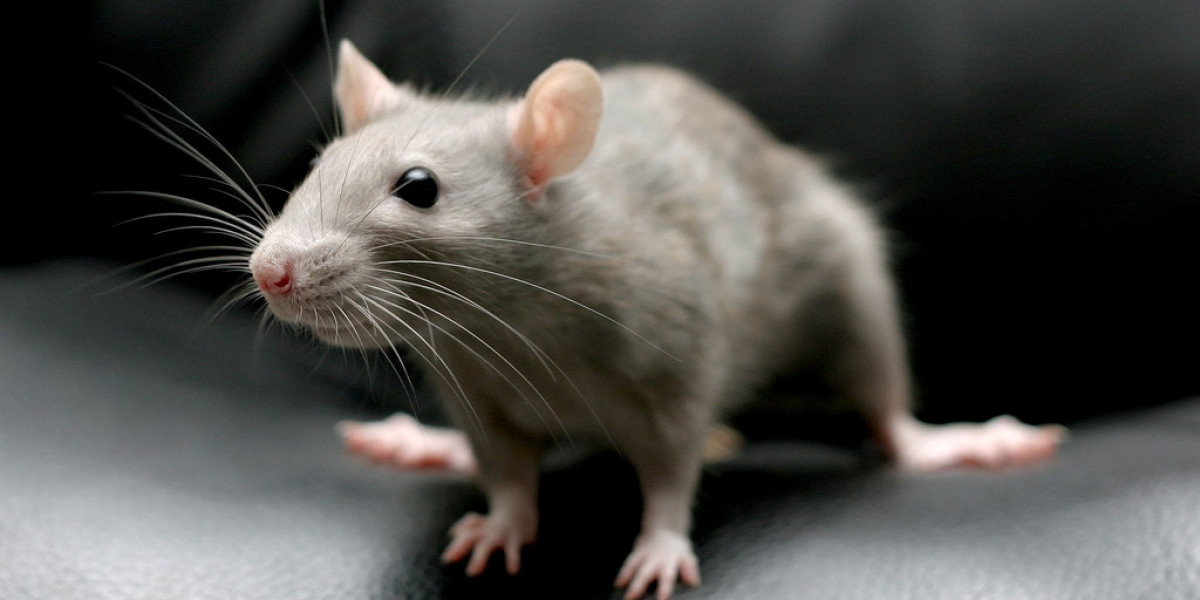 Keep Your Home Rodent-Free: Effective Rat Pest Control Methods
