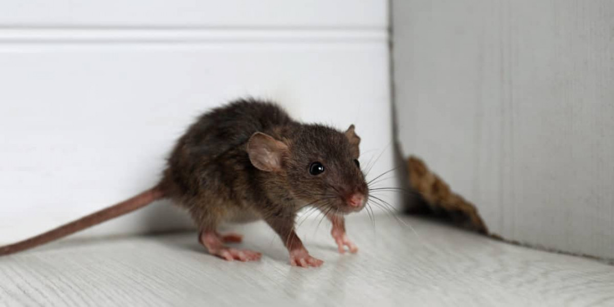 Proactive Rodent Control Measures for Homes and Businesses