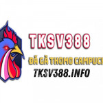 SV388 TK Profile Picture