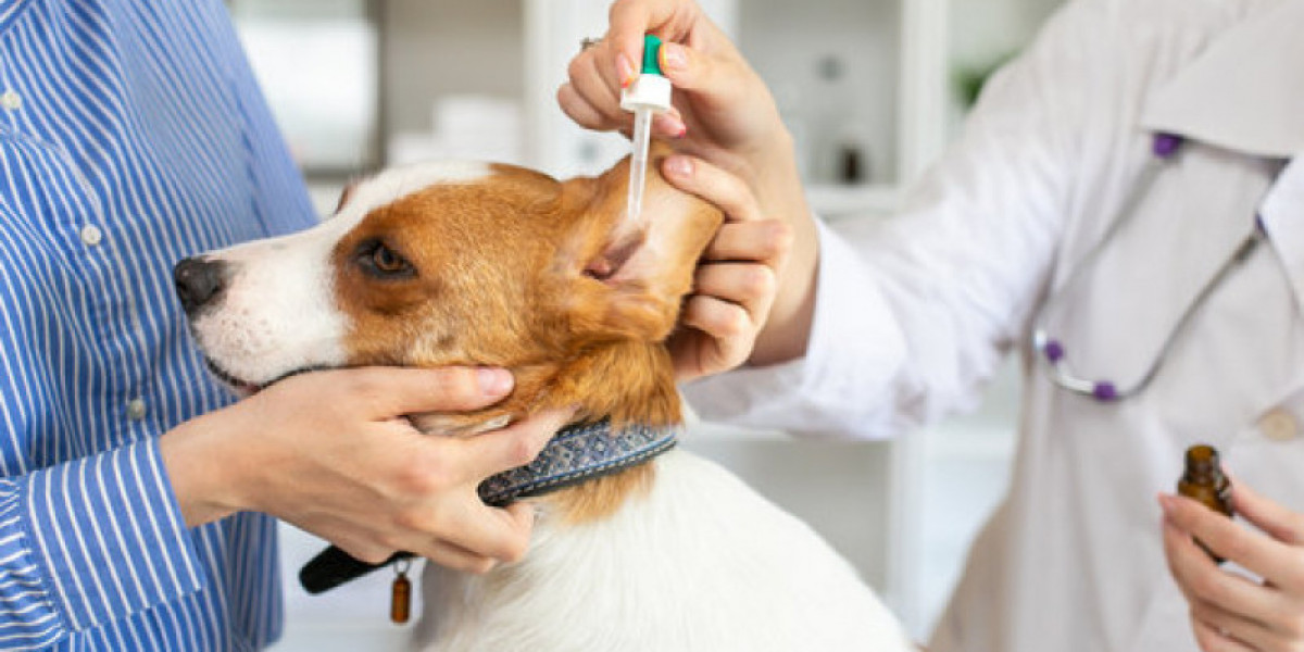 Sinais de Alerta: Como Reconhecer os Sintomas de Problemas Hepáticos em Seu Melhor Amigo Canino